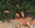 Đàn voi rừng đi lạc vào khu dân cư Vân Nam, Trung Quốc