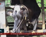 Người chăn nuôi bò sữa khó tìm đầu ra