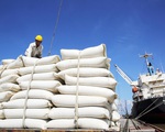 Xuất khẩu gạo 8 tháng ổn định