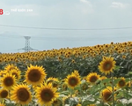 Cách đồng hoa hướng dương gần nhà máy hạt nhân Fukushima Daiichi