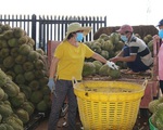 Trung Quốc mở cửa, nhiều nông sản Việt Nam tăng giá gấp đôi