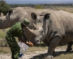 Tạo phôi thai để cứu tê giác trắng phương Bắc khỏi họa tuyệt chủng