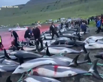Bãi biển Đan Mạch chuyển đỏ vì 1.400 con cá heo bị giết