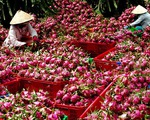 Trung Quốc tạm dừng nhập khẩu thanh long Việt Nam