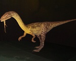 Chiếc đuôi dài giúp khủng long hai chân Coelophysis... chạy nhanh hơn