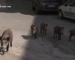 Italia: Lợn rừng tràn xuống phố Roma khiến người dân bức xúc