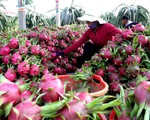 'Xứ sở chuột túi' - Thị trường đầy tiềm năng cho trái cây Việt