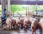 Giá thịt lợn hạ nhiệt