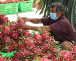 Đẩy mạnh xuất khẩu rau quả chính ngạch sang Trung Quốc