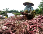 Khoai lang và tổ yến được xuất khẩu chính ngạch sang Trung Quốc