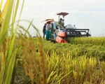 Phát triển 1 triệu ha lúa chất lượng cao, gắn với tăng trưởng xanh