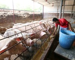 Nghiên cứu phản ánh liên quan đến vấn đề xuất khẩu thịt lợn