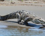 Cá sấu Costa Rica đối mặt nguy cơ tuyệt chủng