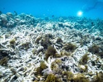 Rạn san hô Great Barrier ở Australia nên nằm trong danh sách 