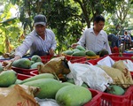 Việt Nam đứng thứ 3 về cung cấp xoài cho Hàn Quốc
