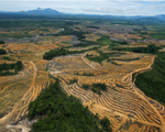 EU cấm nhập khẩu các sản phẩm thúc đẩy nạn phá rừng
