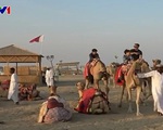 Lạc đà Qatar 'tăng ca' phục vụ du khách