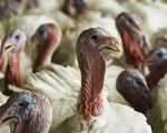 Mỹ ghi nhận dịch cúm gia cầm có độc lực cao tại trang trại gà tây ở bang Indiana
