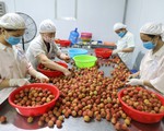 Promotion of lychee exports to the US