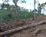 Phó Thủ tướng yêu cầu xử lý nghiêm tình trạng phá rừng ở Lâm Đồng sau phản ánh của VTV