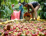 Xuất khẩu cà phê tăng mạnh nhưng chịu nhiều áp lực
