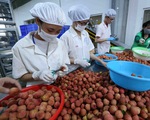 Tăng sức cạnh tranh cho trái vải Việt Nam tại Mỹ