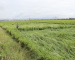 Nông dân Phú Yên gặt lúa chạy úng