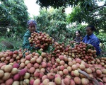 Xuất khẩu trái cây Việt gia tăng tại nhiều thị trường