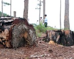 Cả ha rừng thông ở nội ô Đà Lạt bị phá trụi