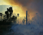 Nhiều loài sinh vật đã mất môi trường sống do cháy và nạn phá rừng ở Amazon