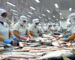 Doanh nghiệp xuất khẩu tìm cách giúp cá tra 'rộng đường bơi'