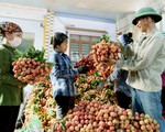 Nearly 450,000 VND/kg of lychee in the US