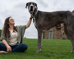 Gặp gỡ chú chó cao nhất trên thế giới