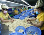 Toàn bộ 100 container hạt điều đã trở về sở hữu của các doanh nghiệp Việt