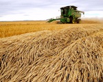 Nga và Thổ Nhĩ Kỳ nhất trí tiếp tục đàm phán về tuyến đường xuất khẩu ngũ cốc từ Ukraine