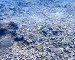 Giải pháp bảo vệ rạn san hô ven biển Nam Trung Bộ