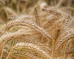 Brazil thử nghiệm lúa mì biến đổi gen trong bối cảnh thiếu hụt nguồn cung toàn cầu