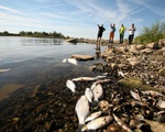 Cá chết hàng loạt trên sông chảy qua Đức - Ba Lan do chất độc chưa xác định