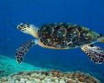 Hơn 1,1 triệu con rùa biển bị giết hại trái phép trong 30 năm qua