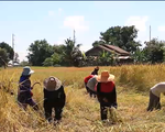 Thái Lan chi 4 tỷ USD để hỗ trợ sản xuất lúa gạo