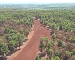 Hàng nghìn cây thông lâu năm chết khô trong dự án sân golf Đăk Đoa