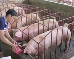 Giá lợn hơi đang ở dưới mức giá thành