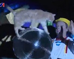 Độc đáo Nhà hát Mèo tại Nga