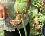 Diện tích trồng cây thuốc phiện tăng mạnh ở khu vực Tam giác Vàng