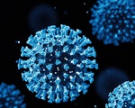 Phát hiện ra loại protein mới có thể ngăn chặn virus SARS-CoV-2