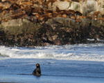 Phát hiện sư tử biển nhiễm cúm gia cầm ở Chile