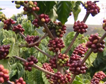[INFOGRAPHIC] Việt Nam là nước xuất khẩu cà phê lớn thứ 2 thế giới