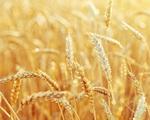 Chỉnh sửa gen lúa mì để giảm nguy cơ ung thư