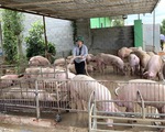 Giá lợn hơi thấp, người chăn nuôi lỗ nặng