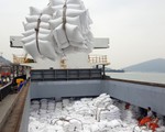 Giá gạo Việt xuất khẩu đứng đầu thế giới